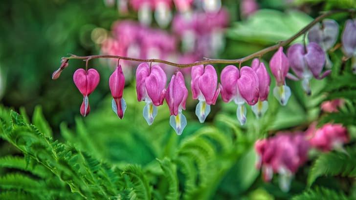 Bleeding Heart Wallpaper