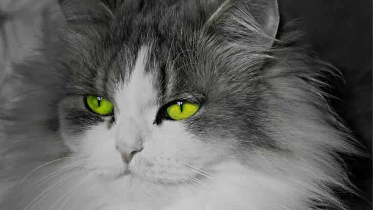 Cat With Stunningly Green Eyes Wallpaper