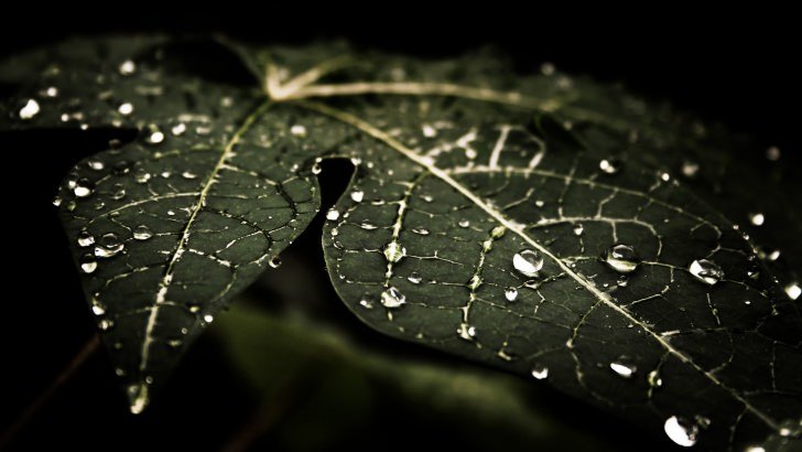 Droplets On Leaves Wallpaper