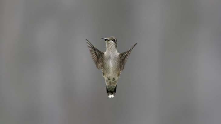 Flying Hummingbird Wallpaper