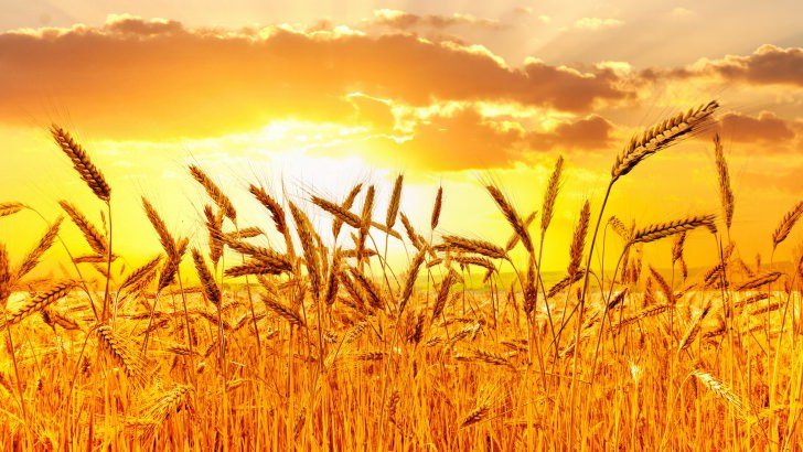 Golden Wheat Field At Sunset Wallpaper