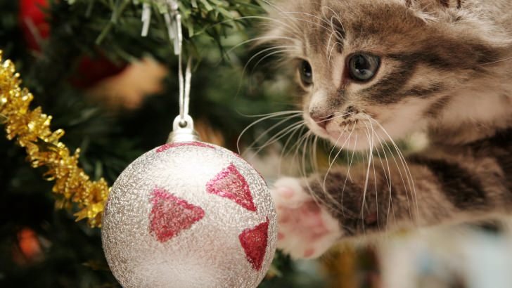 Kitten Playing With Christmas Ornaments Wallpaper