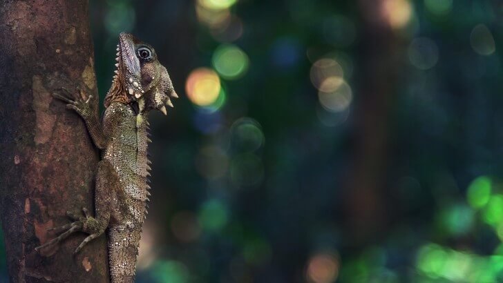 Lizard Clinging to a Tree Wallpaper
