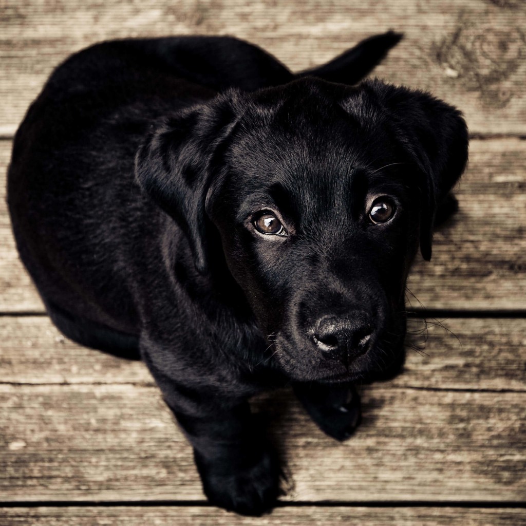 Download Black Lab Puppy HD wallpaper for iPad 2 - HDwallpapers.net