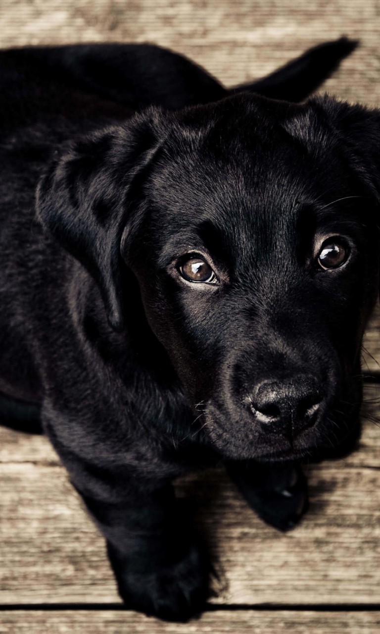 Download Black Lab Puppy HD wallpaper for Optimus G