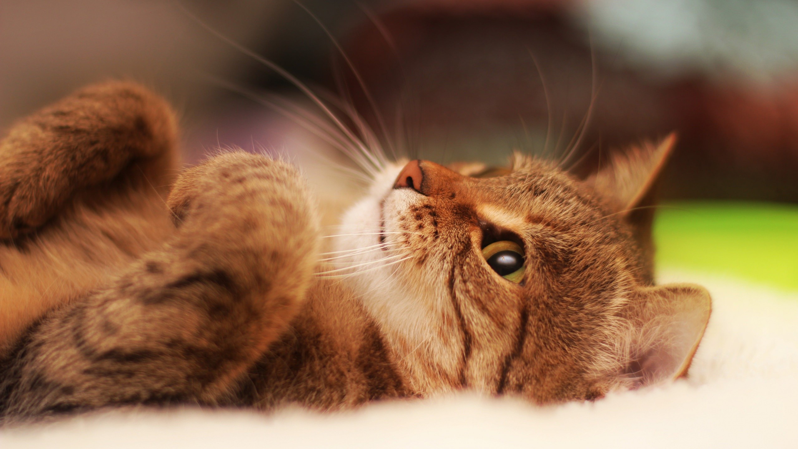 Download Cat Lying On Back HD wallpaper for 2560 x 1440