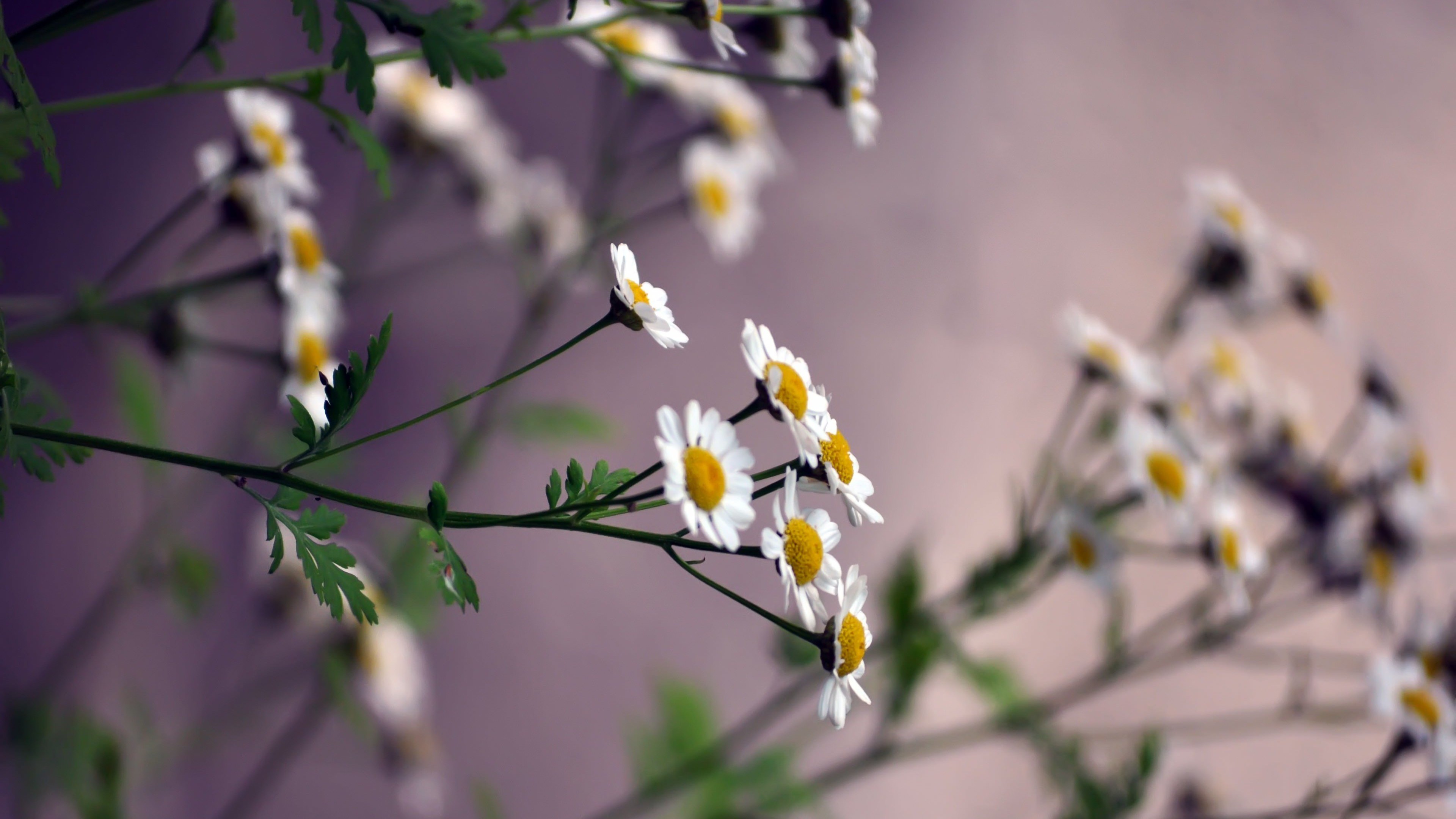 Download Daisy Flowers HD wallpaper for 4K 3840 x 2160