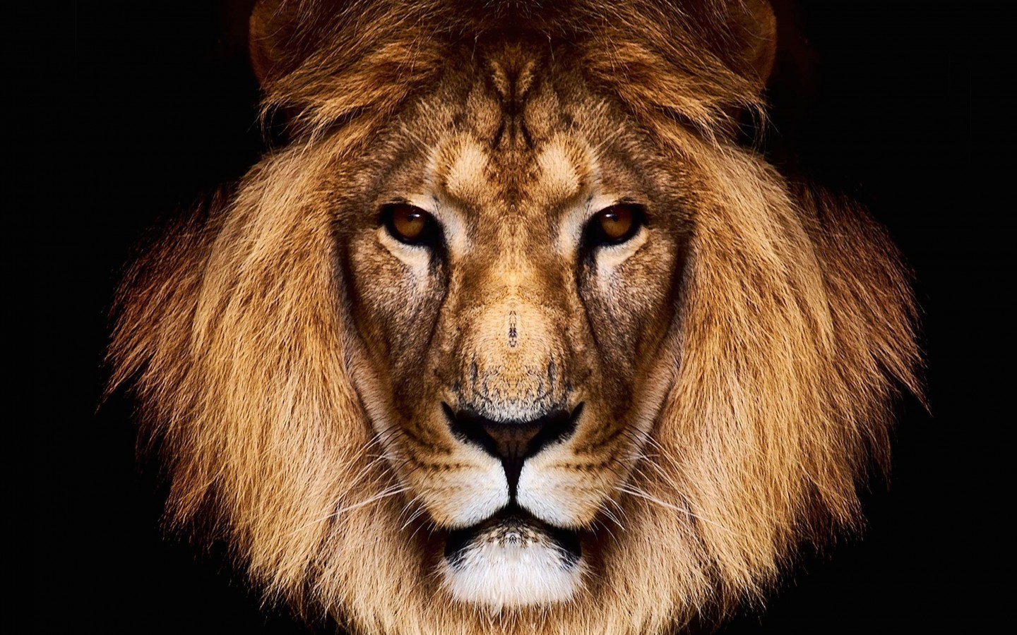 King Lion HD wallpaper for 1440x900 screens