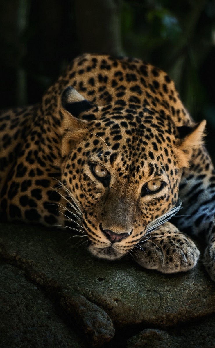 Download Leopard Lying On The Tree HD wallpaper for iPhone 4 / 4s