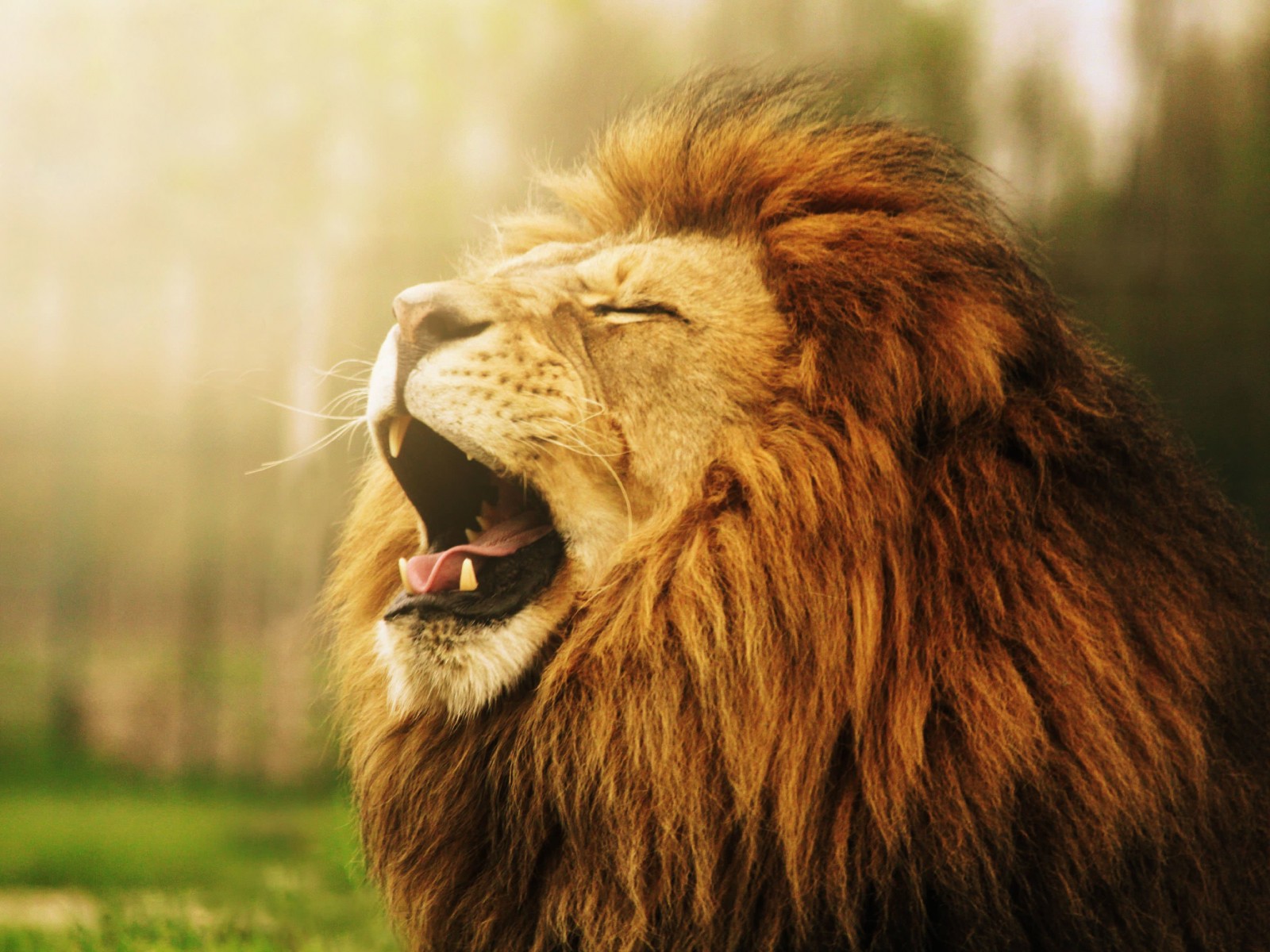 Download Lion HD wallpaper for 1600 x 1200 - HDwallpapers.net