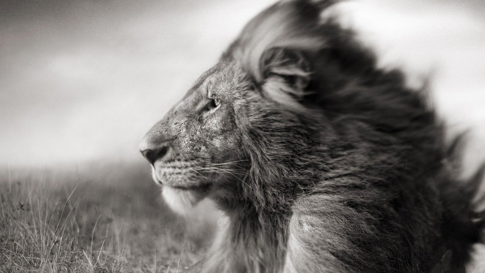 Download Portrait Of A Lion In Black And White HD wallpaper for