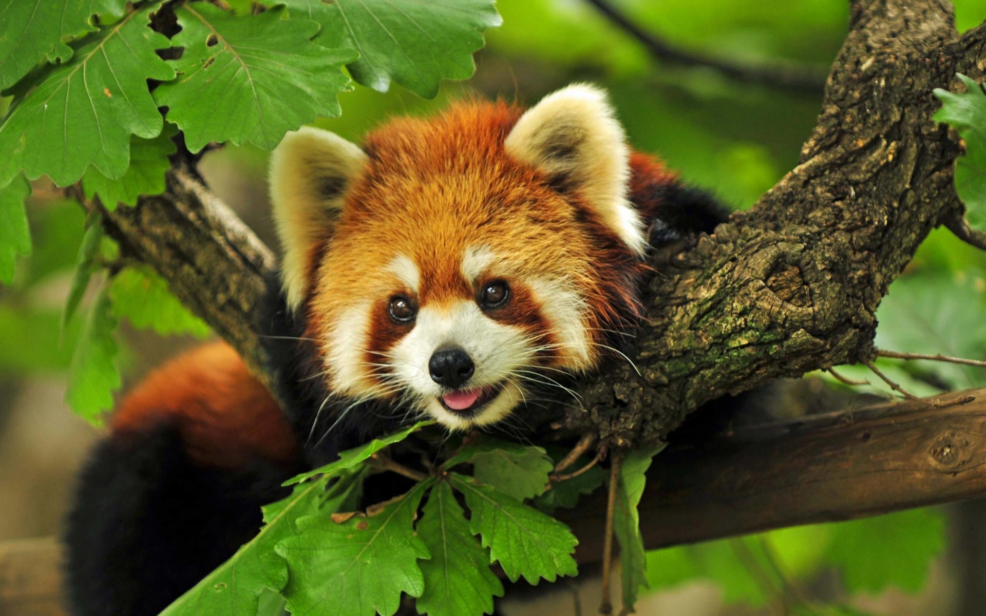 Download Red Panda  HD wallpaper  for 1920 x 1200 