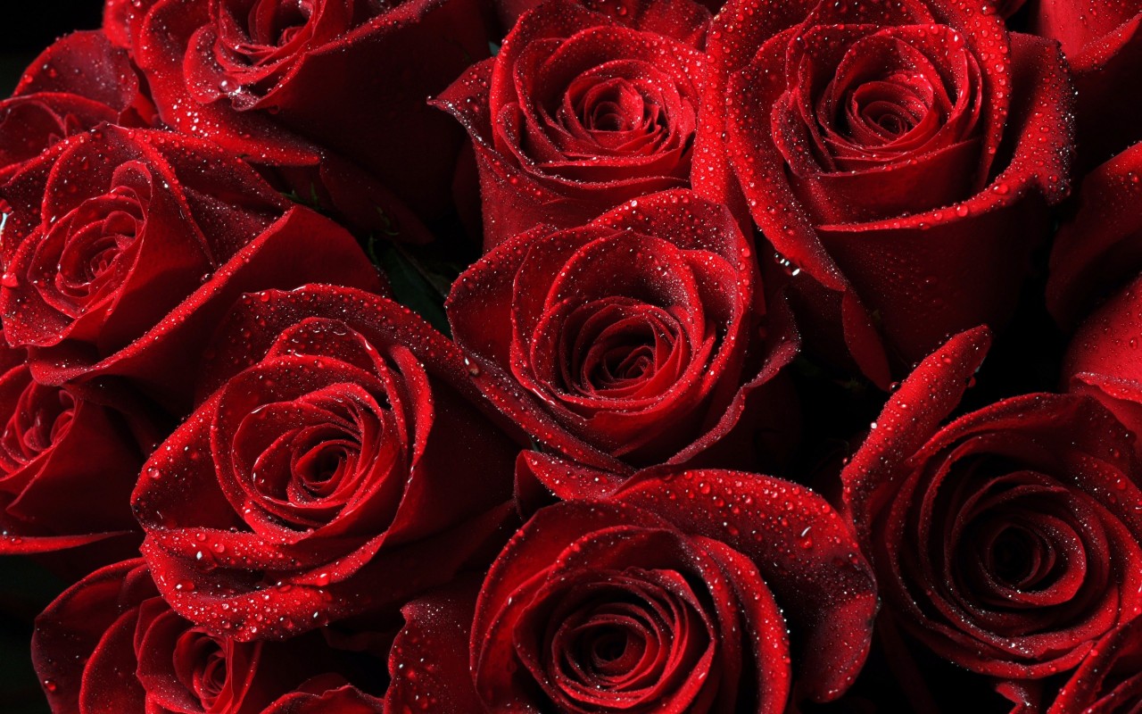 Download Red Roses HD wallpaper for 1280 x 800
