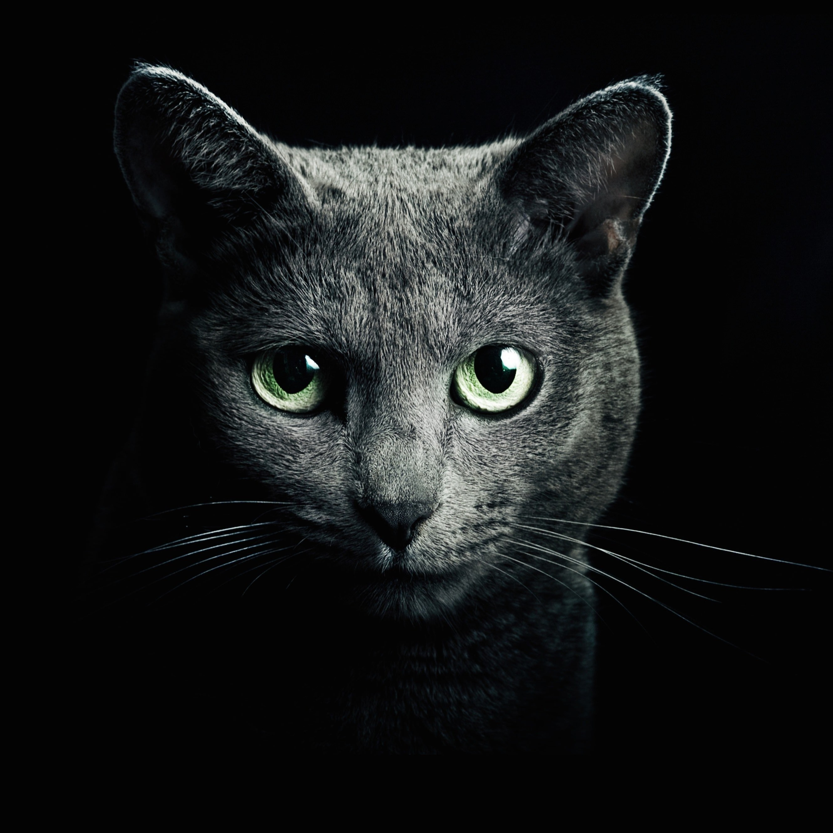 Warrior Cats Wallpaper Download Warrior Cats Wallpaper Download
