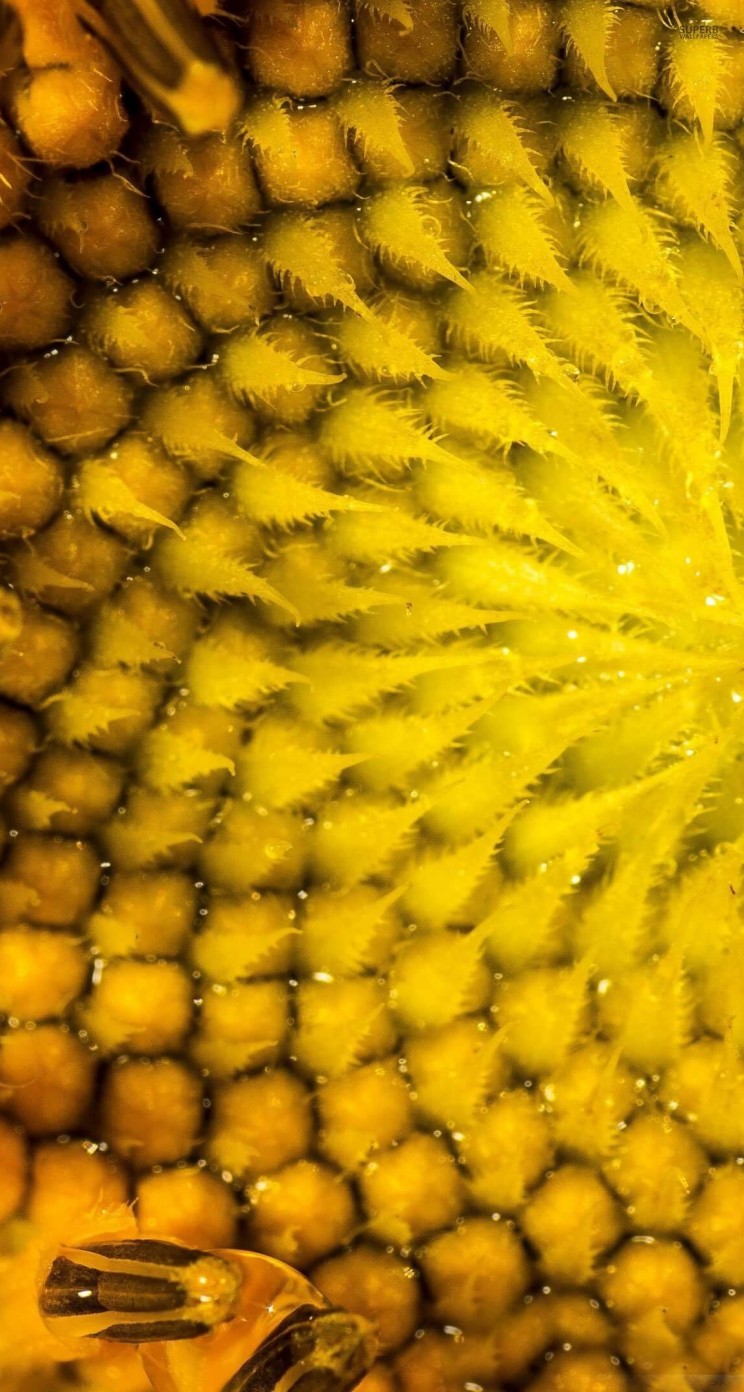 Download Sunflower Macro HD wallpaper for iPhone 5 / 5s 