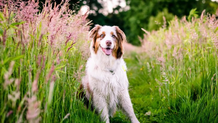 Australian Shepherd Wallpaper