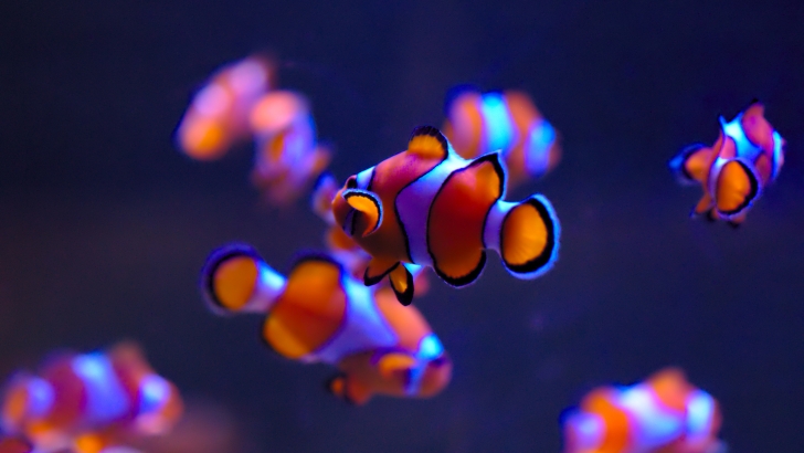 Clown Fishes Wallpaper