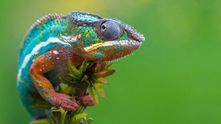 Colorful Panther Chameleon Wallpaper