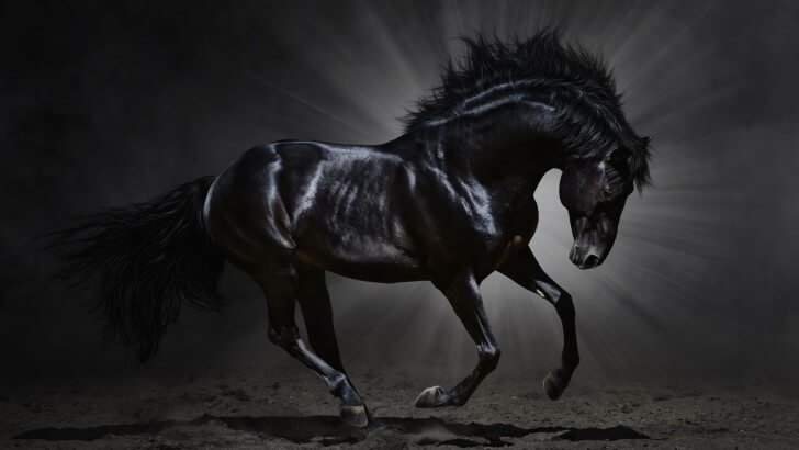 Stallion 1080P 2K 4K 5K HD wallpapers free download  Wallpaper Flare