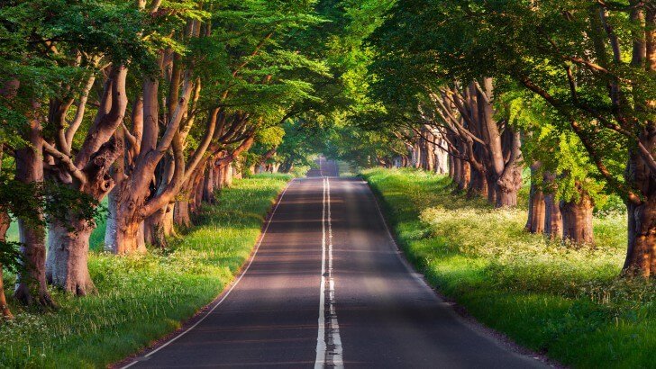 Dorset Road Wallpaper