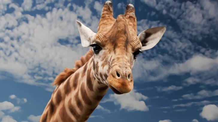 Funny Giraffe Wallpaper