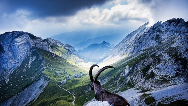 Goat at Pilatus, Switzerland Wallpaper