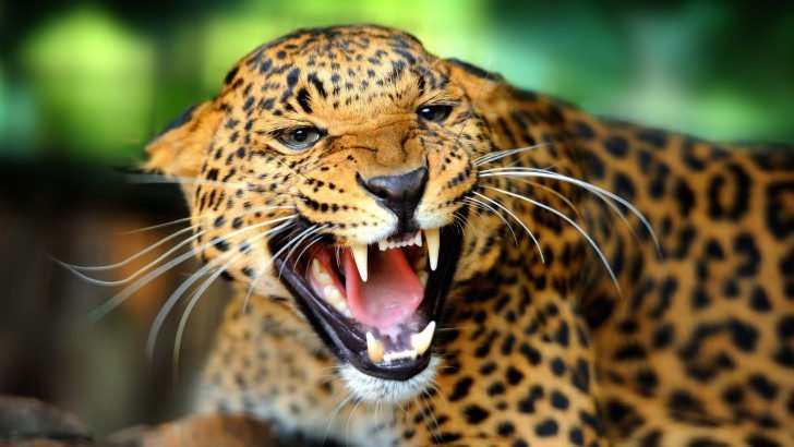 Growling Leopard Wallpaper