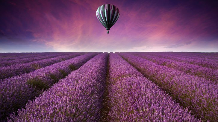 Hot Air Balloon Over Lavender Field Wallpaper