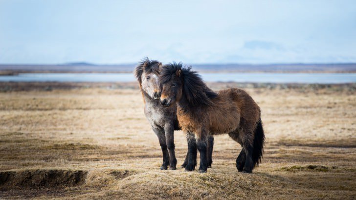 Icelandic Horses Wallpaper