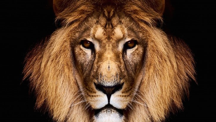 King Lion Wallpaper