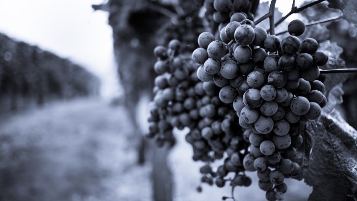 Monochrome Grape Plantation Wallpaper