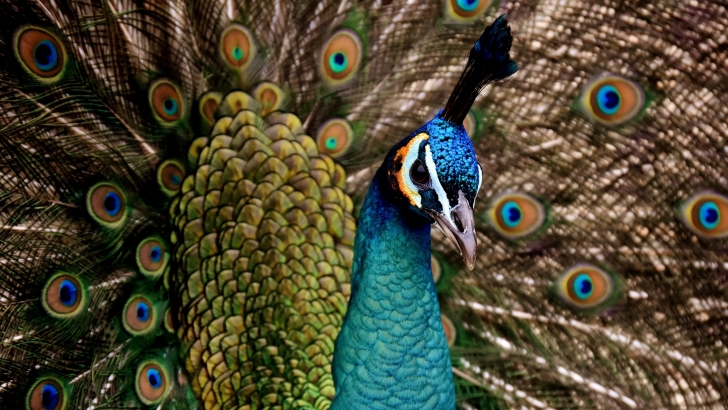 Peacock Wallpaper - Animals HD Wallpapers 