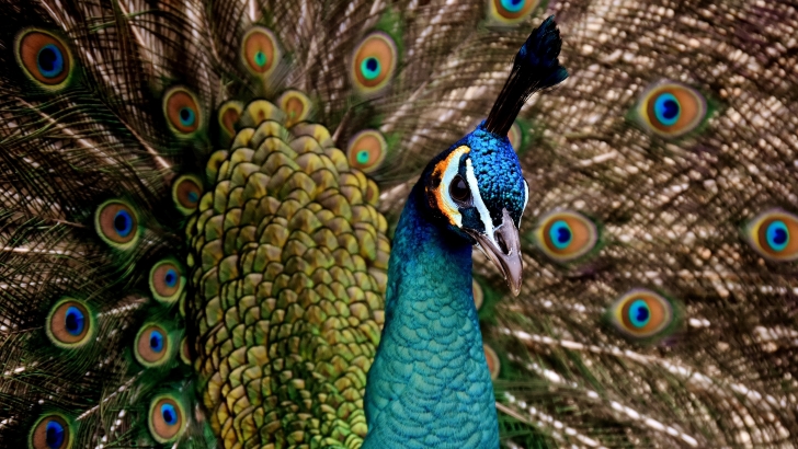 Peacock Wallpaper - Animals HD Wallpapers Peacock Wallpaper - Animals HD Wallpapers