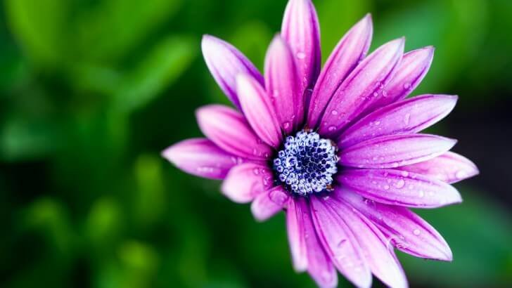 Purple Daisy Wallpaper