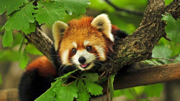 Red Panda