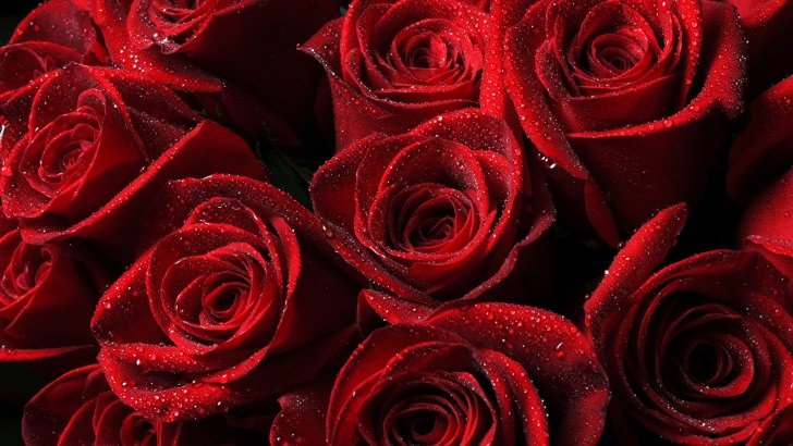 Red Roses Wallpaper - Flowers HD