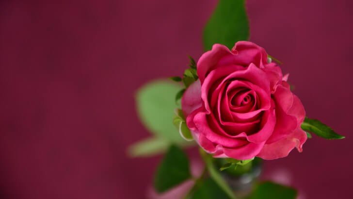 Single Pink Rose Wallpaper - Flowers HD