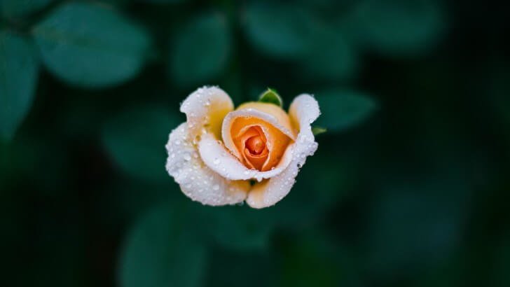 The Beauty of a Single Flower, white pletals, close up, white flowers,  macro, HD wallpaper | Peakpx