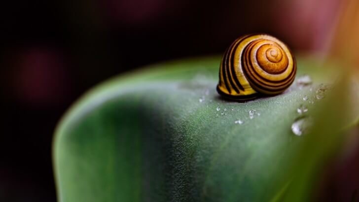 Snail Shell Wallpaper