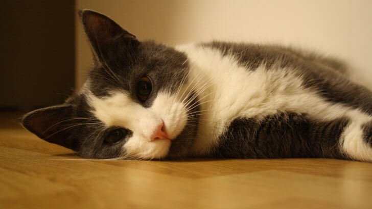 Sweet Cat Lying On The Floor Wallpaper