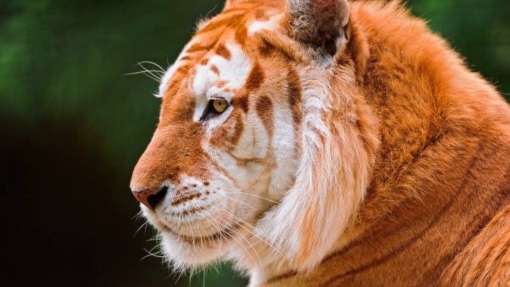 Tiger Wallpaper - Animals HD Wallpapers 