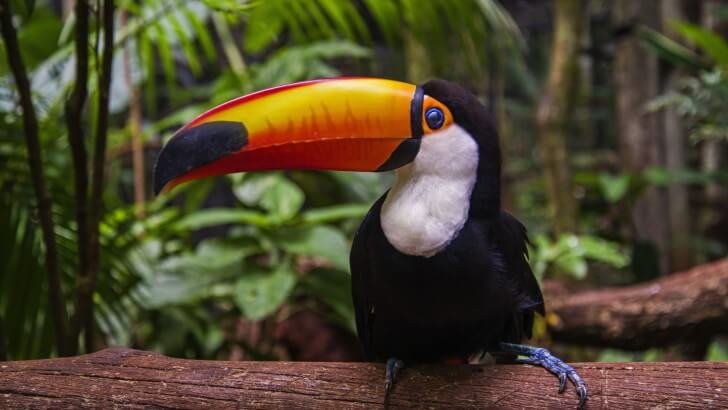 Toucan Wallpaper