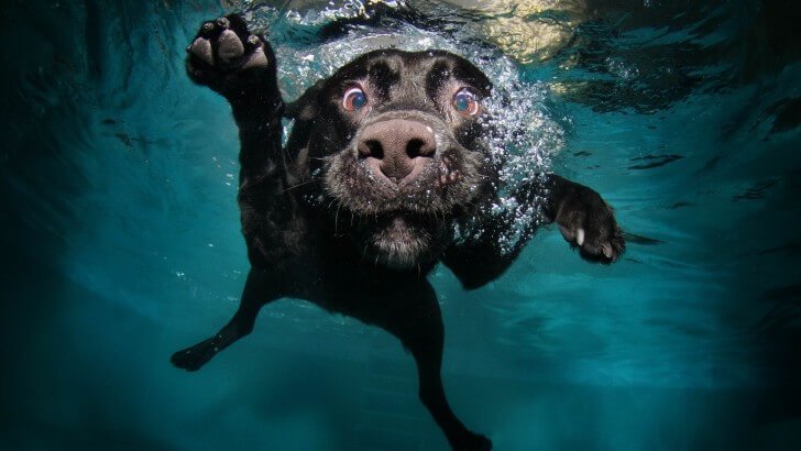 Underwater Dog Wallpaper