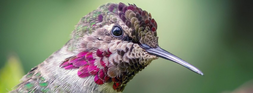 Anna's Hummingbird Wallpaper for Social Media Facebook Cover