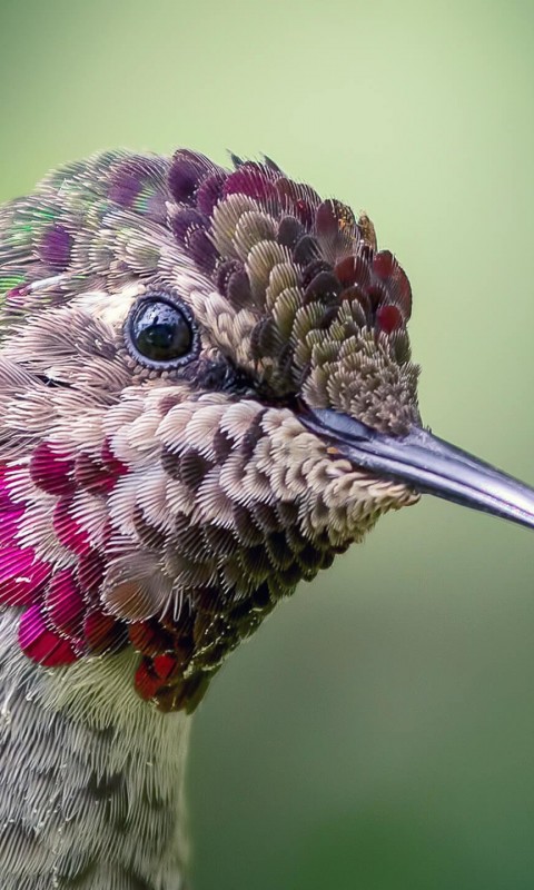 Anna's Hummingbird Wallpaper for SAMSUNG Galaxy S3 Mini