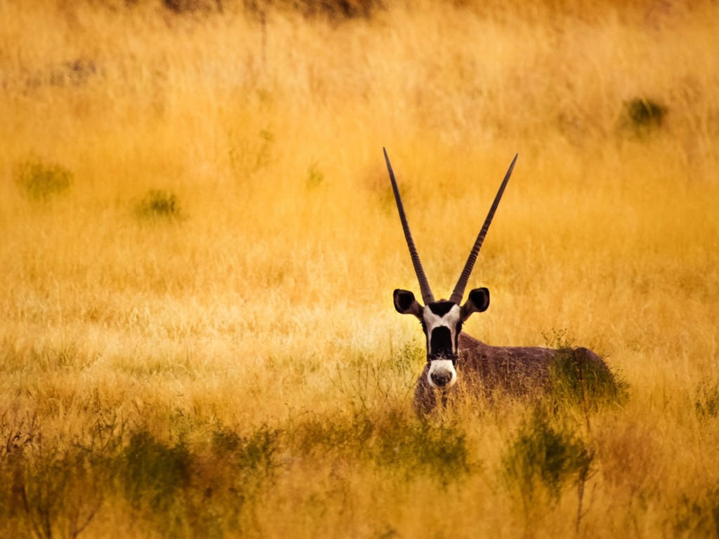 Antelope In The Savanna Wallpaper for Desktop 1024x768
