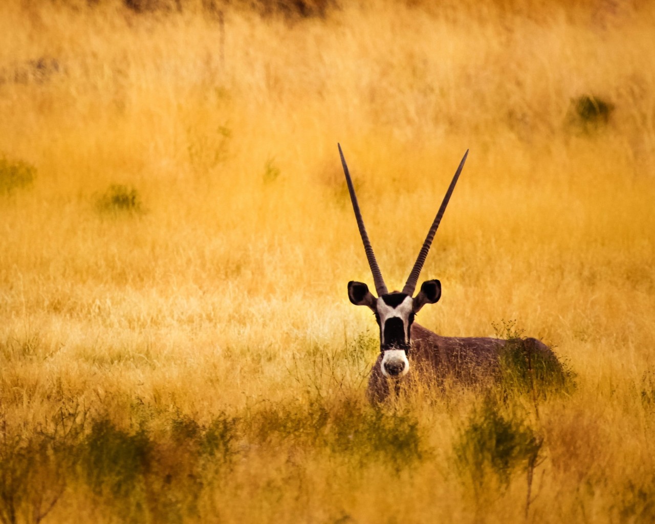 Antelope In The Savanna Wallpaper for Desktop 1280x1024