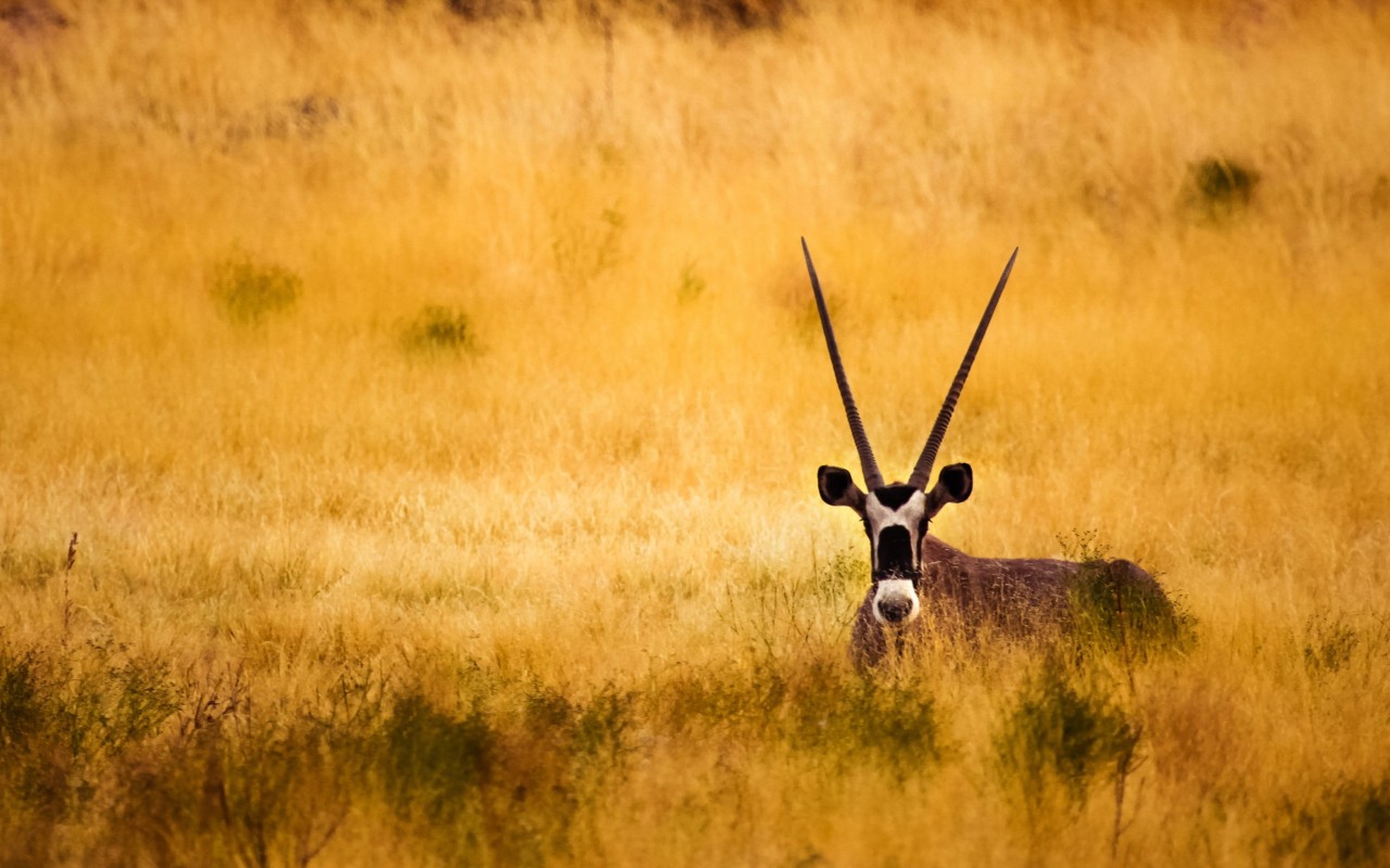 Antelope In The Savanna Wallpaper for Desktop 1280x800