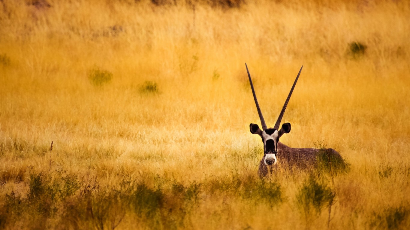 Antelope In The Savanna Wallpaper for Desktop 1366x768