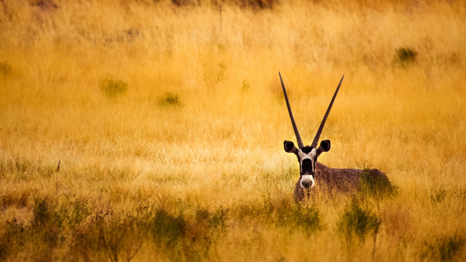 Antelope In The Savanna Wallpaper for Desktop 1600x900